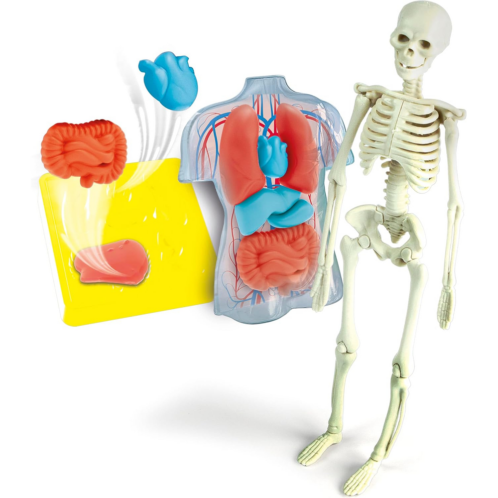 Anatomia Scheletro e Organi