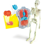 Anatomia Scheletro e Organi