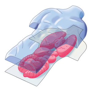 Anatomia Scheletro e Organi
