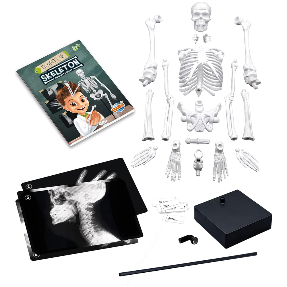 Scheletro 45 cm