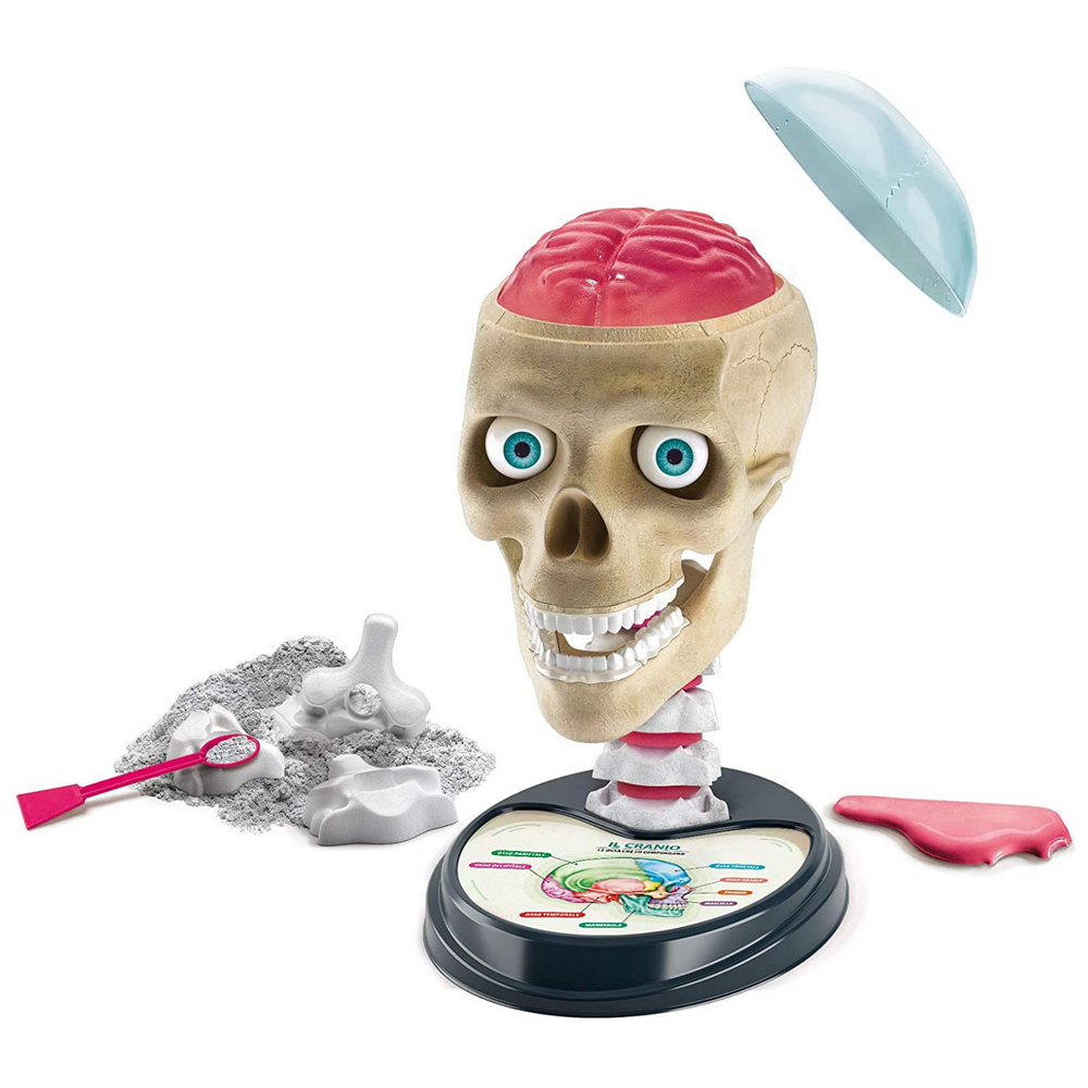 Laboratorio di Anatomia Fuori di Testa